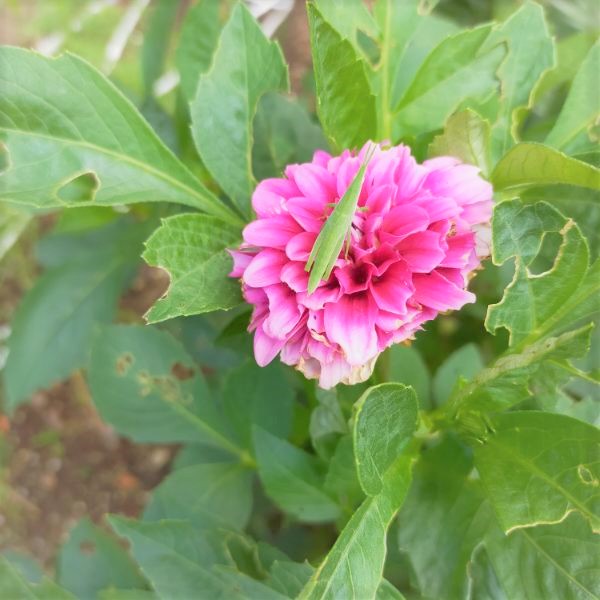 f:id:tom-oey:20211011121617j:plain