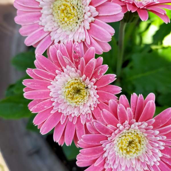 f:id:tom-oey:20211018112326j:plain