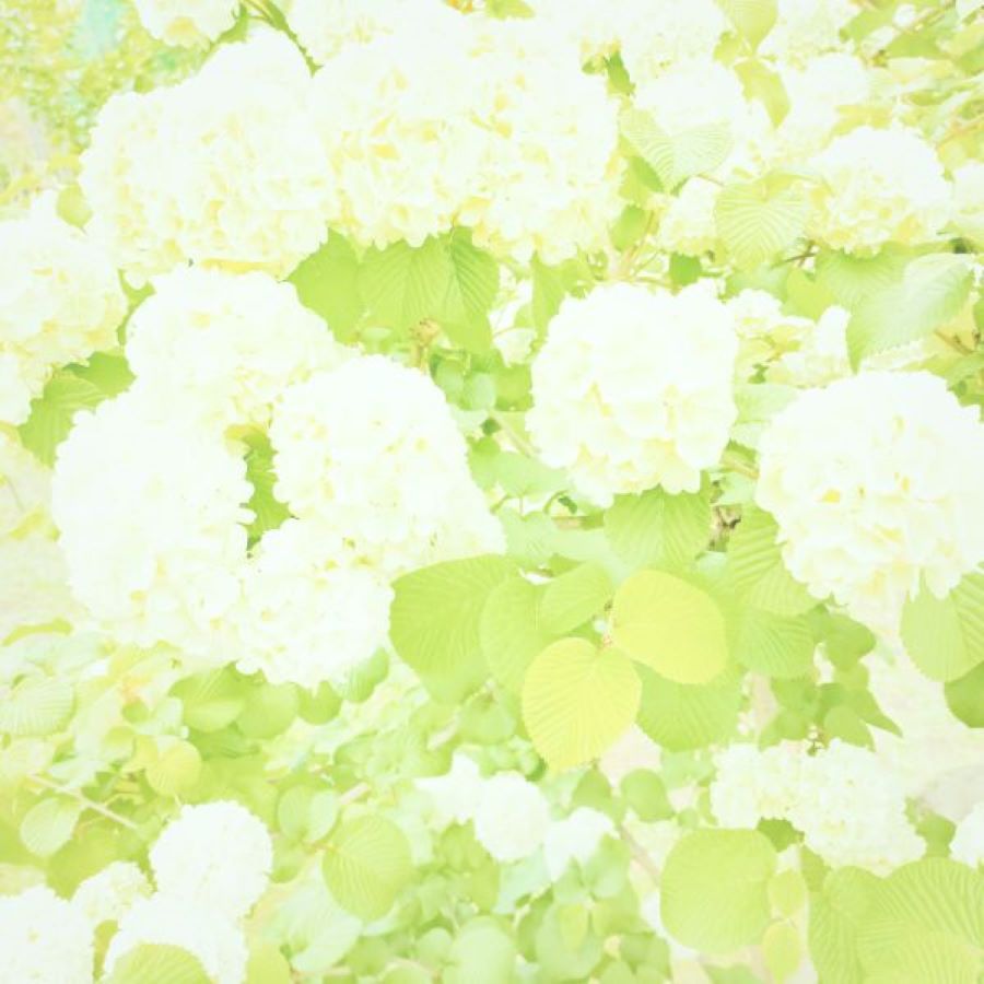 f:id:tom-oey:20220203191816j:plain