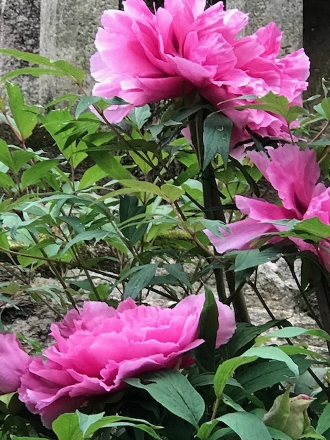 f:id:tom101010:20190517233742j:plain f:id:tom101010:20190517233742j:plain