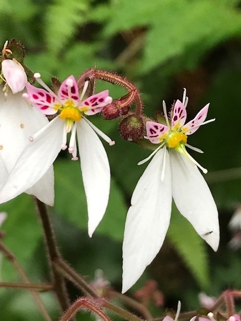 f:id:tom101010:20190614232902j:plain