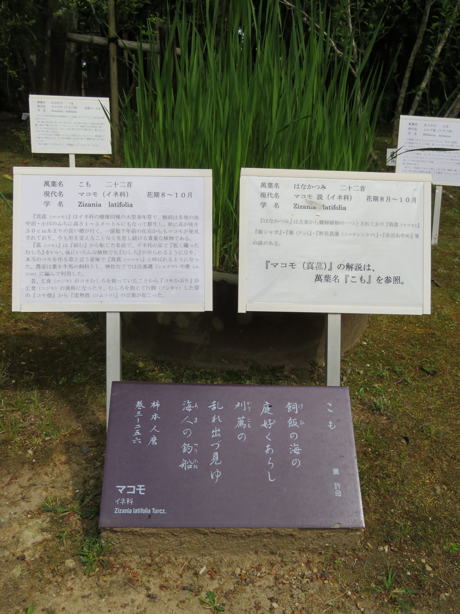 神事用い草 いぐさ 縄 神事用い草 いぐさ 縄