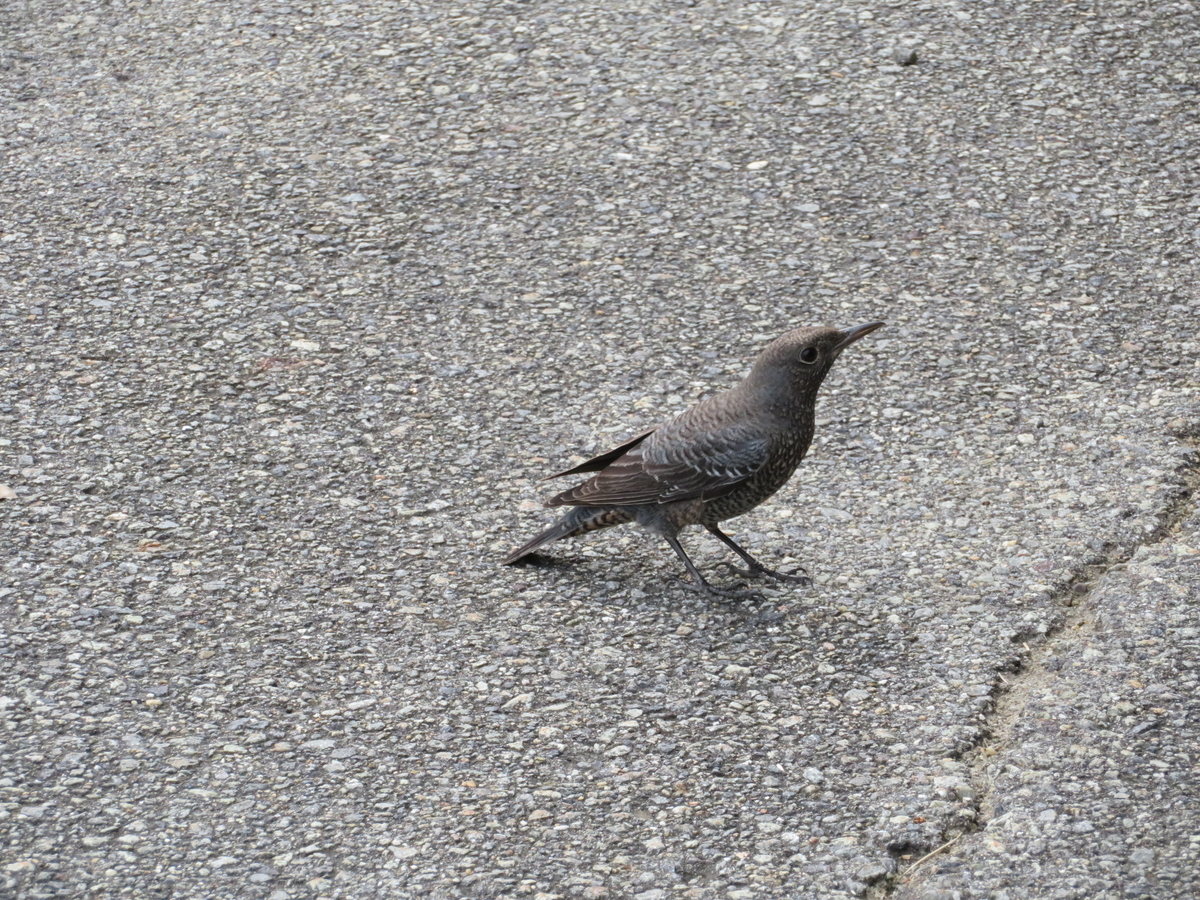 f:id:tom101010:20211013214550j:plain