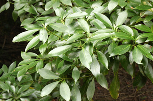 f:id:tom101010:20211120135325p:plain