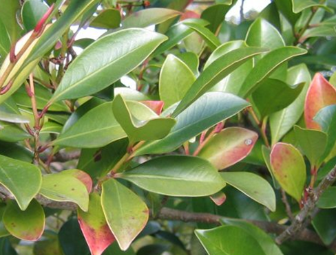 f:id:tom101010:20211120135434p:plain