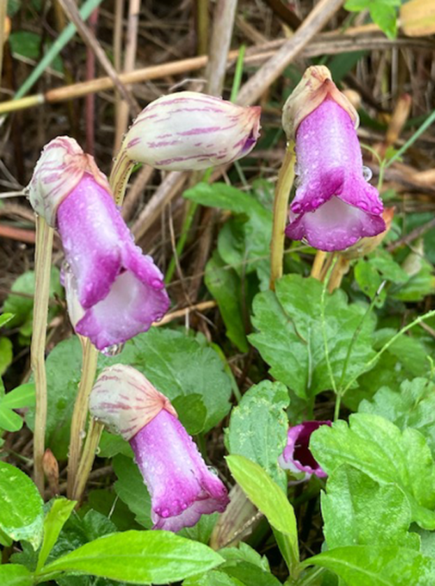 f:id:tom101010:20211226171151p:plain