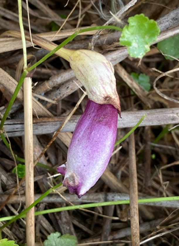 f:id:tom101010:20211226172058p:plain