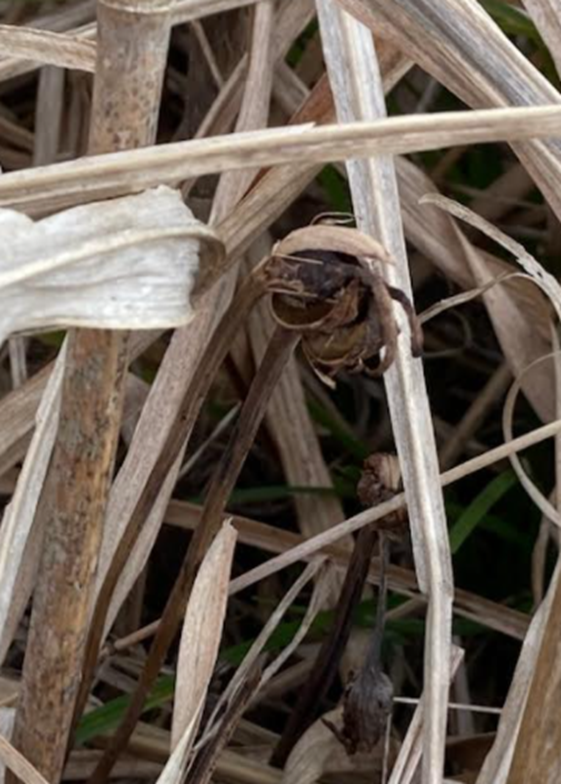 f:id:tom101010:20211226173348p:plain