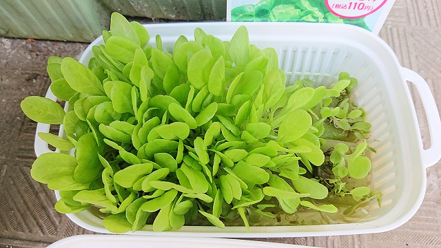 家庭菜園_マンションベランダでサラダ菜を水耕栽培中（4/9順調に