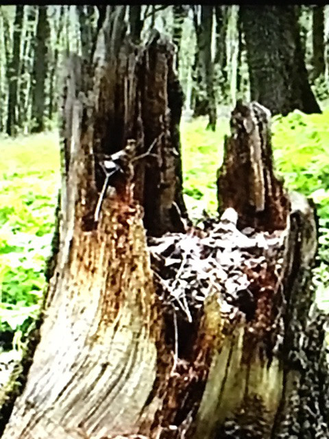 f:id:tomaatlas:20180803210558j:plain