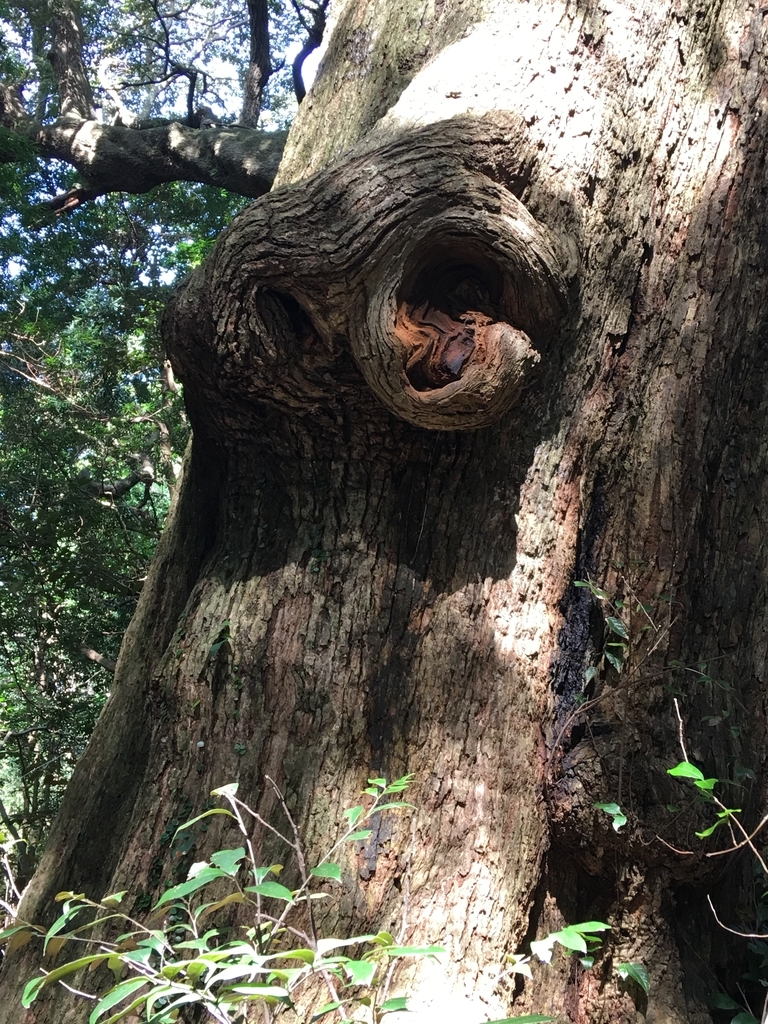 f:id:tomaatlas:20180926163055j:plain