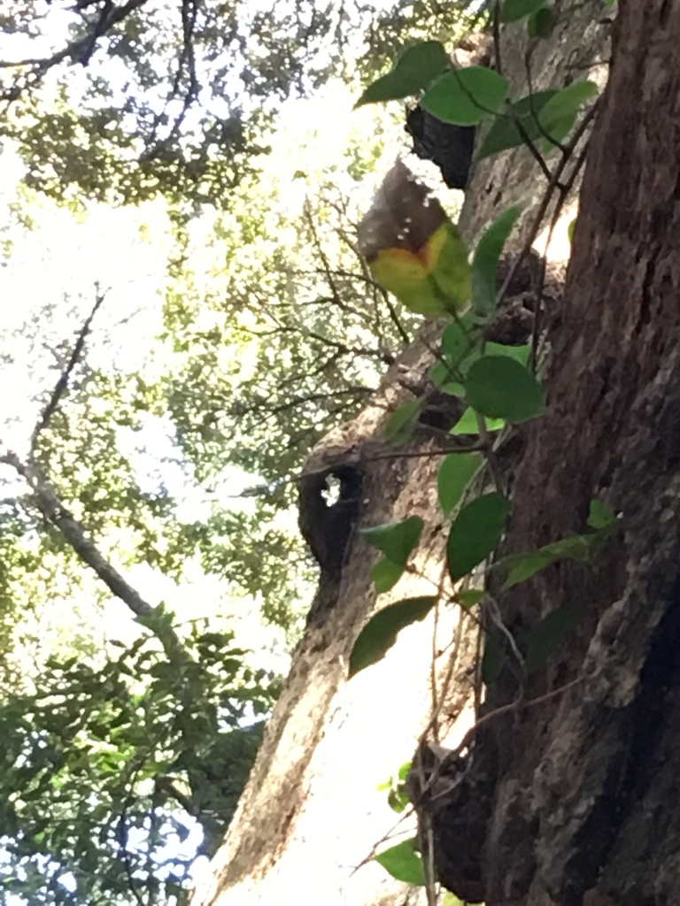 f:id:tomaatlas:20180926163244j:plain