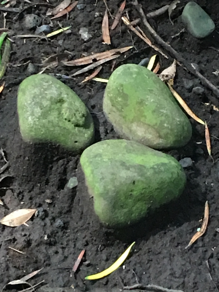 f:id:tomaatlas:20180926163513j:plain