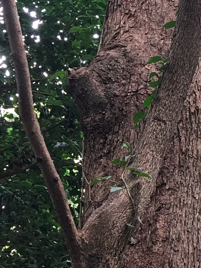 f:id:tomaatlas:20180926164234j:plain