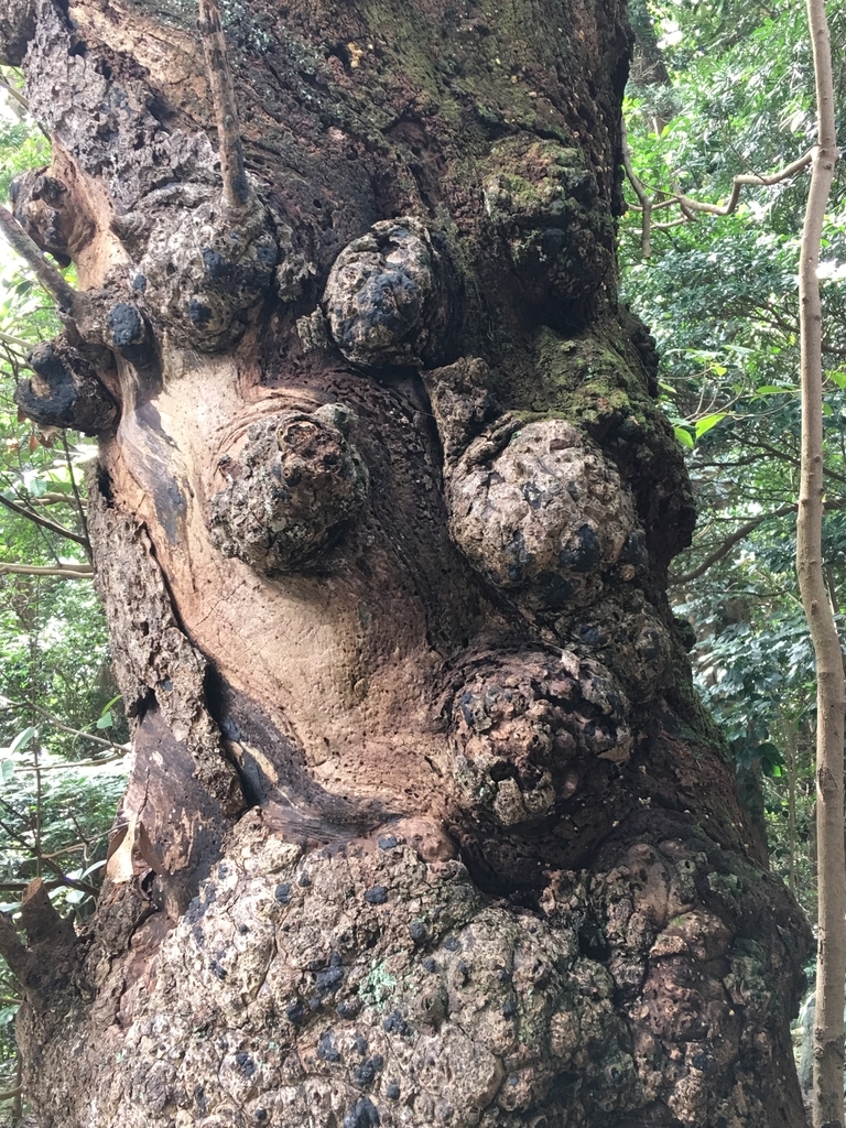 f:id:tomaatlas:20180926164319j:plain