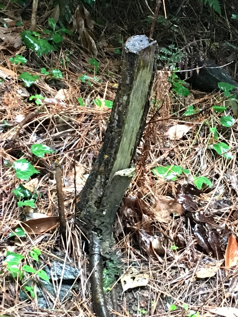 f:id:tomaatlas:20180930173038j:plain