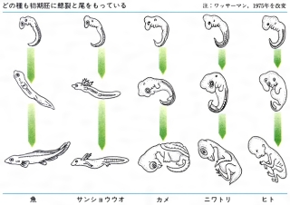 f:id:tomaatlas:20190123155322j:plain