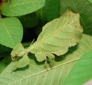 f:id:tomaatlas:20190213142022j:plain f:id:tomaatlas:20190213142022j:plain