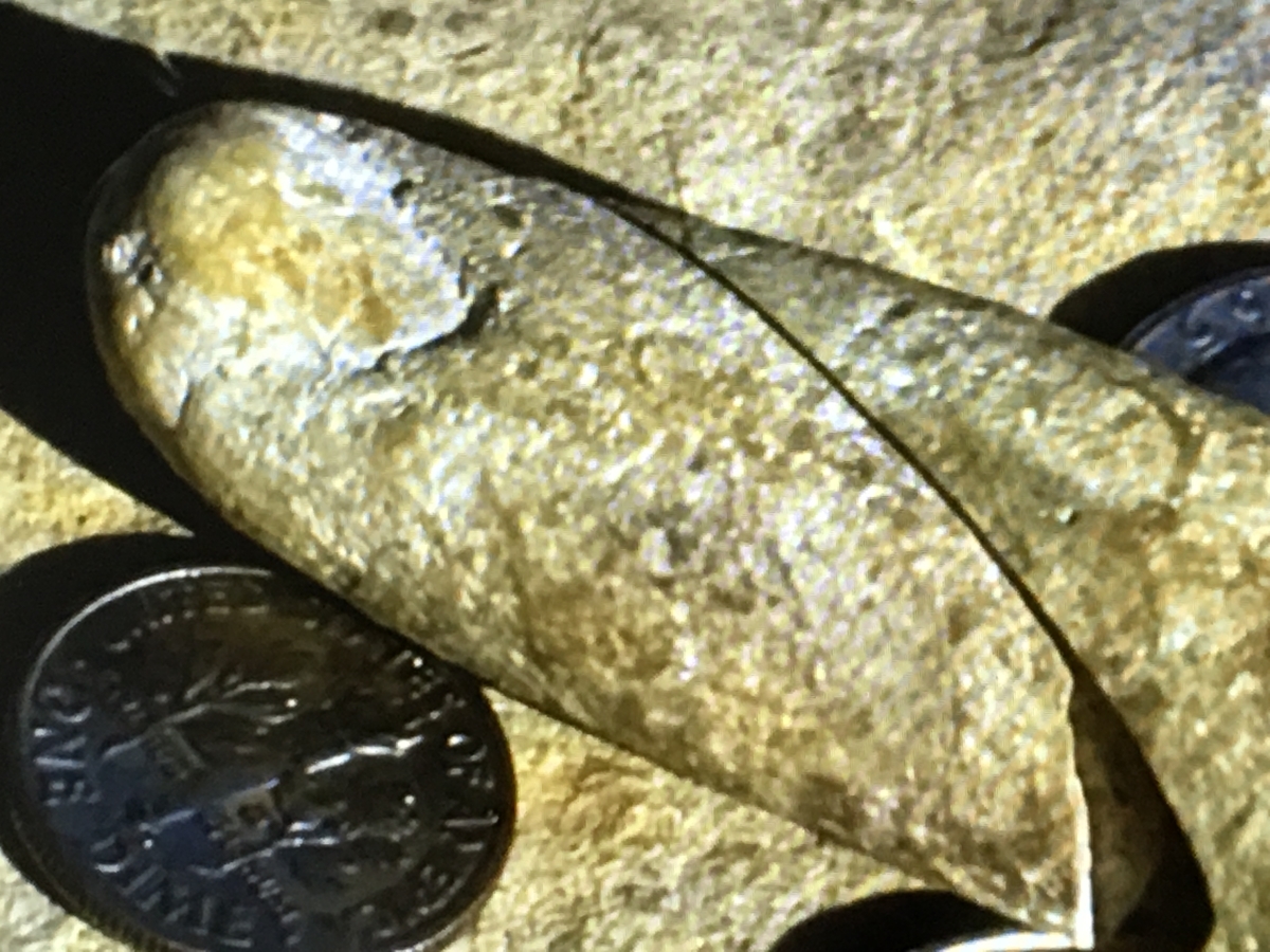 f:id:tomaatlas:20190628161850j:plain