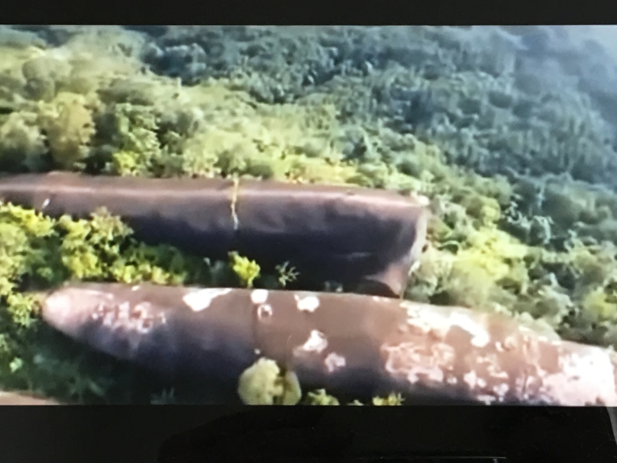 f:id:tomaatlas:20190628163154j:plain