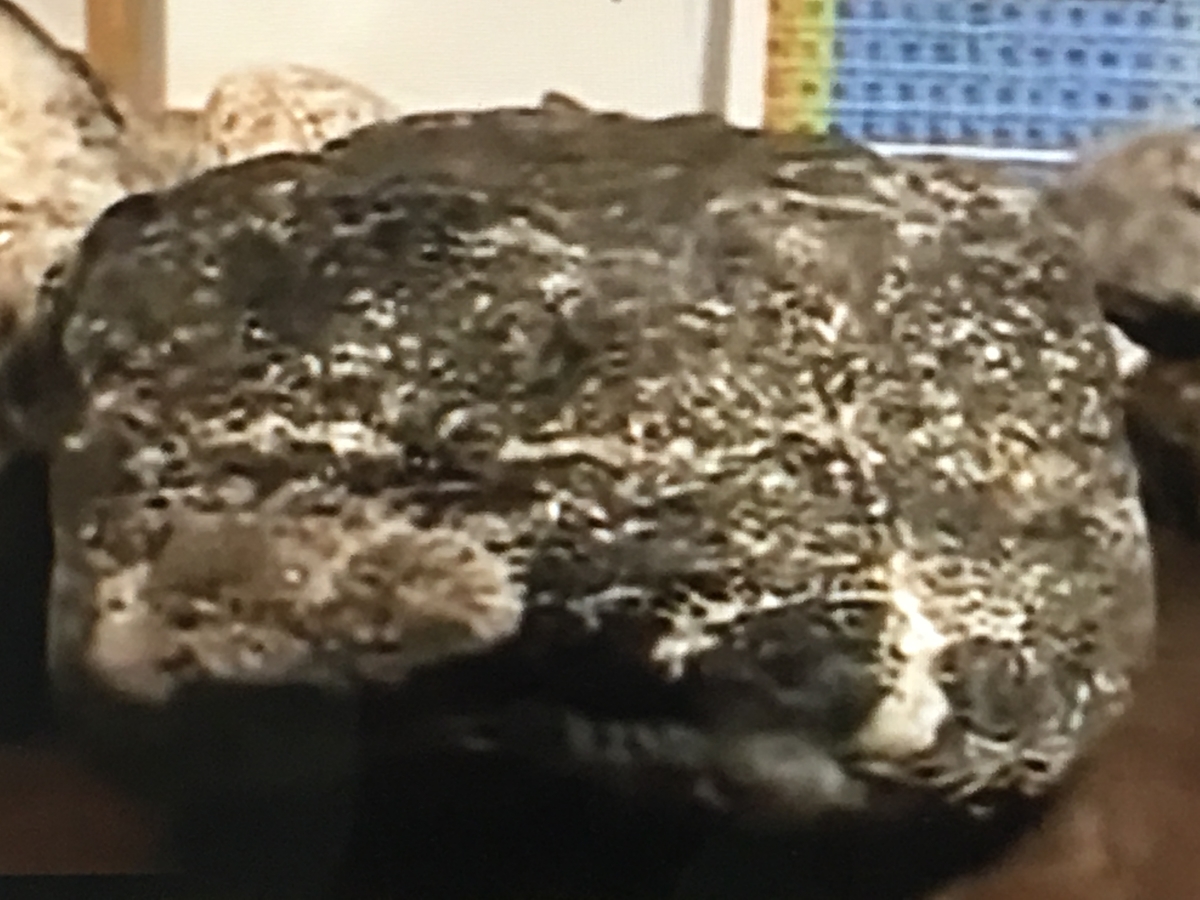 f:id:tomaatlas:20190628163538j:plain