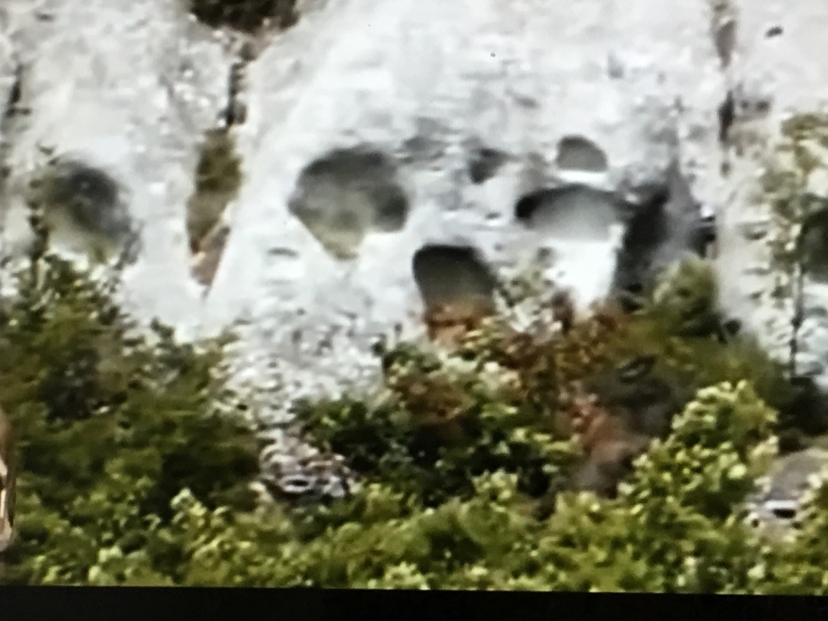 f:id:tomaatlas:20190628164222j:plain