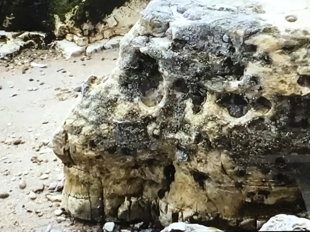 f:id:tomaatlas:20190628164512j:plain