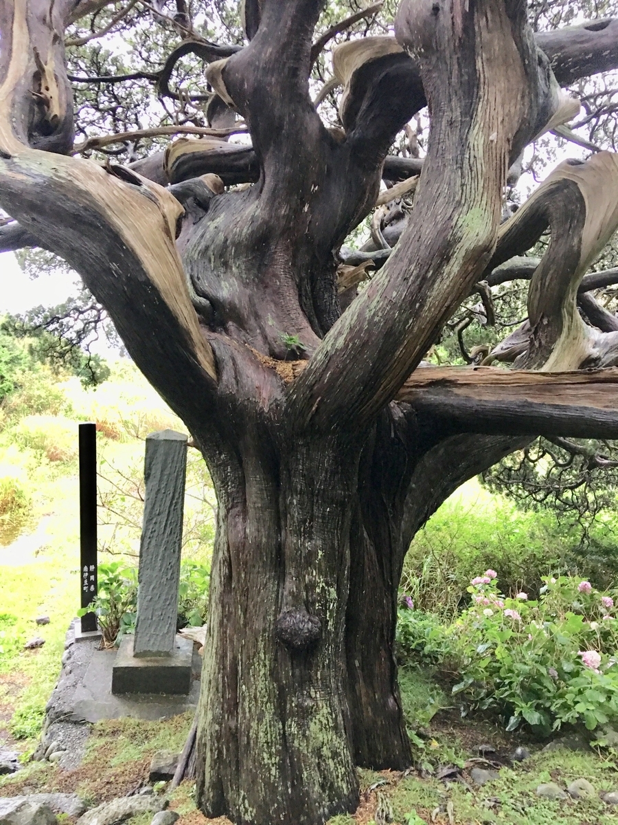 f:id:tomaatlas:20190713213537j:plain