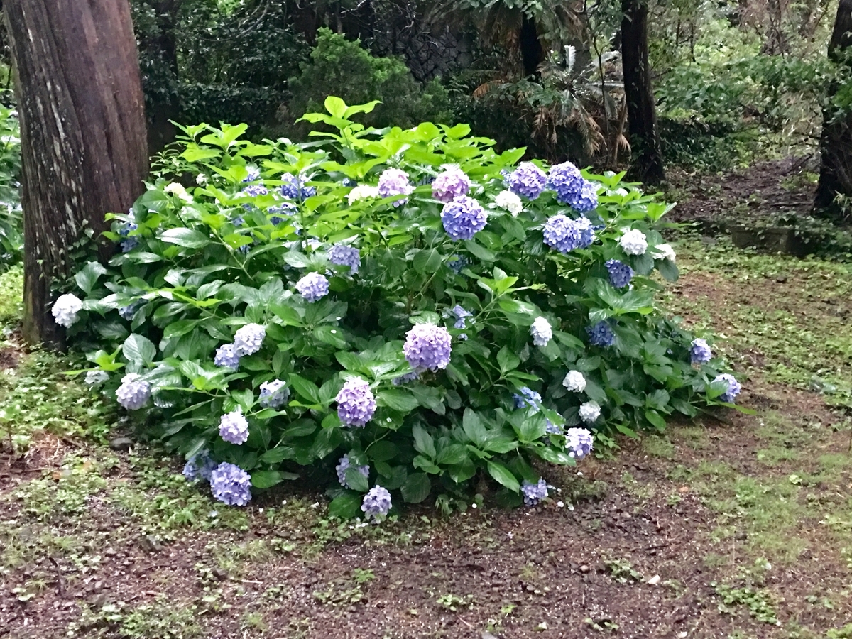 f:id:tomaatlas:20190713213623j:plain