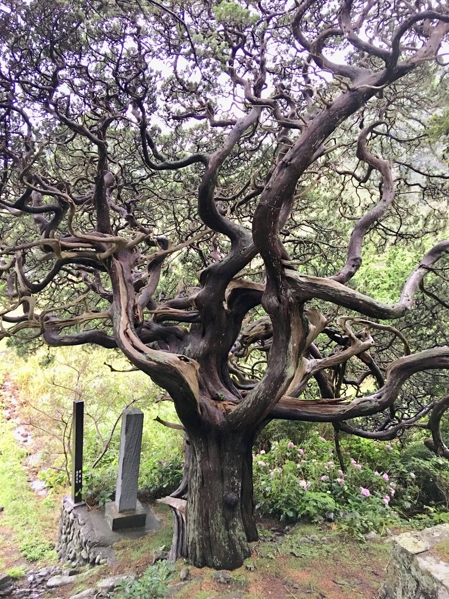 f:id:tomaatlas:20190713213747j:plain