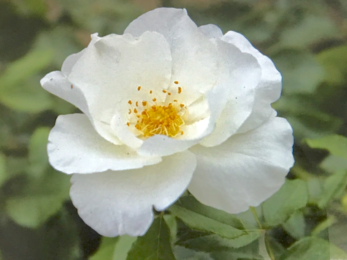 f:id:tomaatlas:20190904141228j:plain