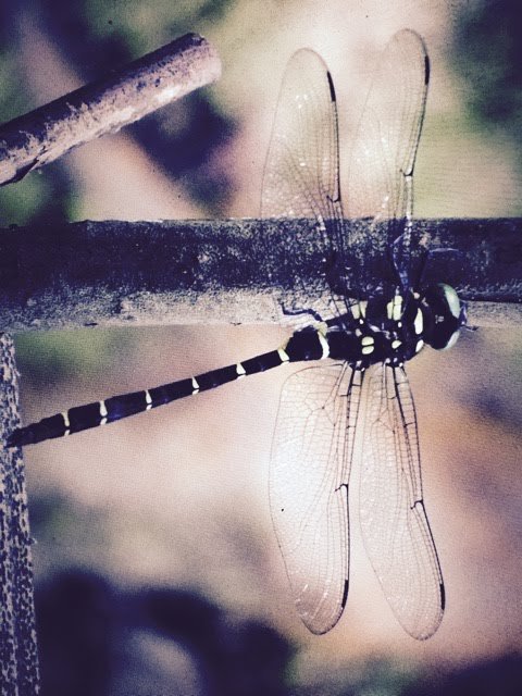 f:id:tomaatlas:20191113143255j:plain f:id:tomaatlas:20191113143255j:plain