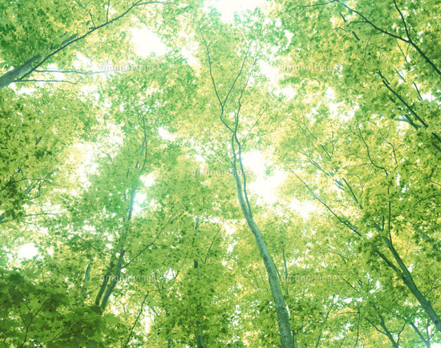 f:id:tomaatlas:20191113210939j:plain