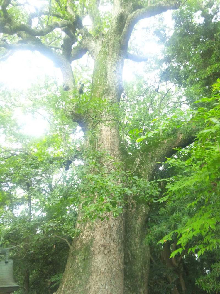 f:id:tomaatlas:20191113210949j:plain