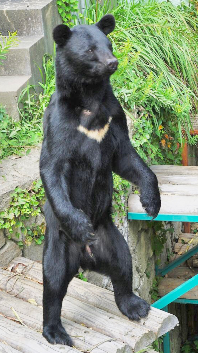 f:id:tomaatlas:20201021003826p:plain