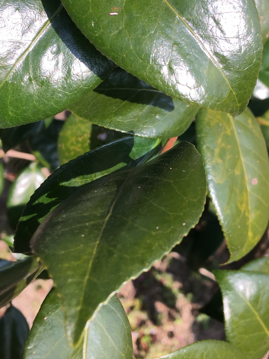 f:id:tomaatlas:20210315220719j:plain