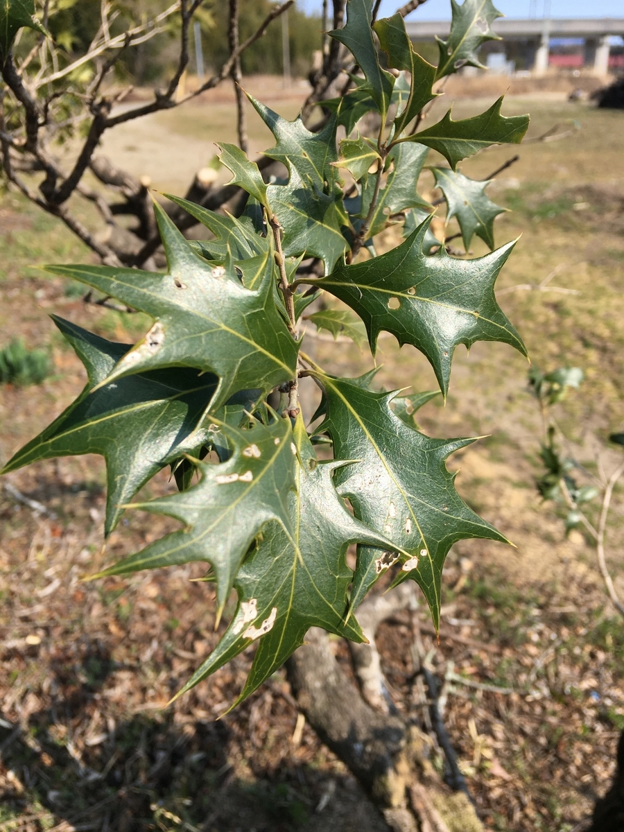 f:id:tomaatlas:20210315220741j:plain