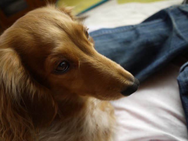 f:id:tomag:20151206132125j:plain