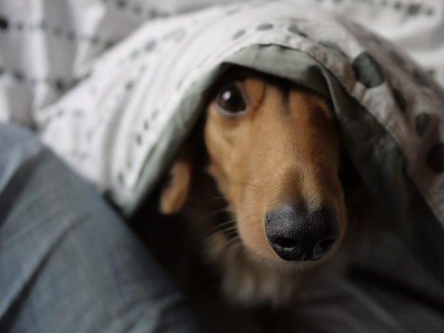 f:id:tomag:20151206132136j:plain