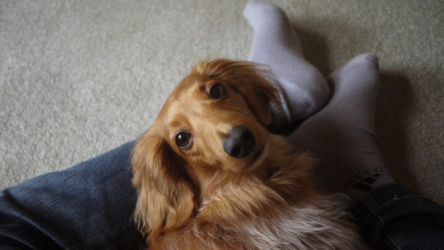 f:id:tomag:20160502132446j:plain