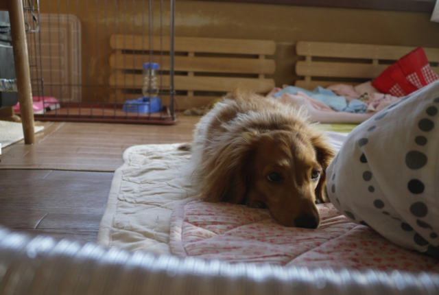 f:id:tomag:20160503110131p:plain