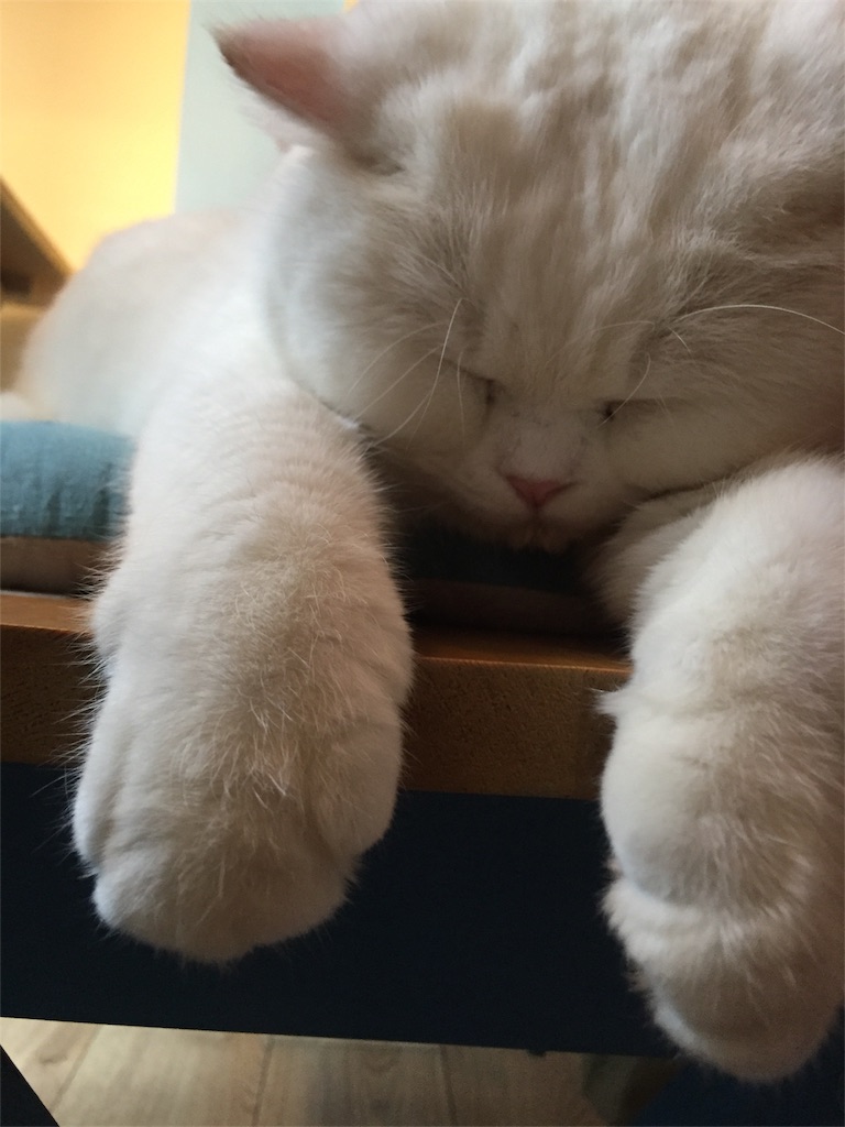 f:id:tomateo:20180205190129j:image