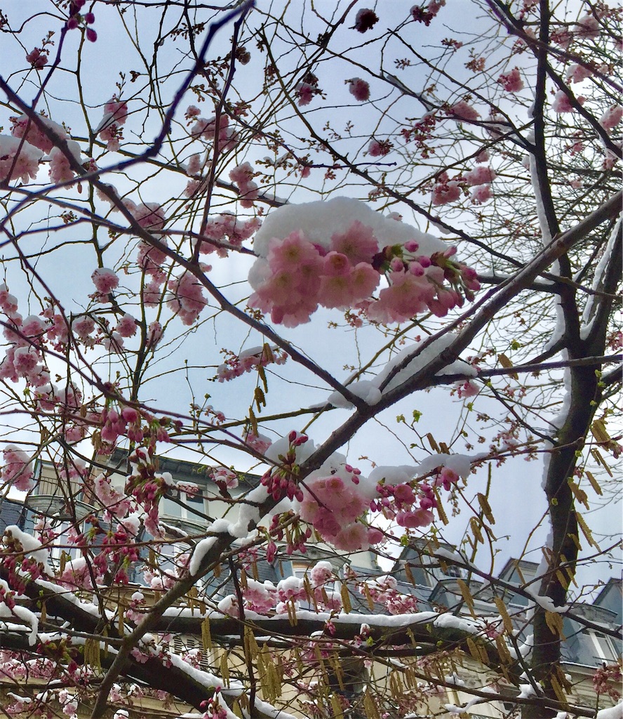 f:id:tomateo:20180320035140j:image f:id:tomateo:20180320035140j:image