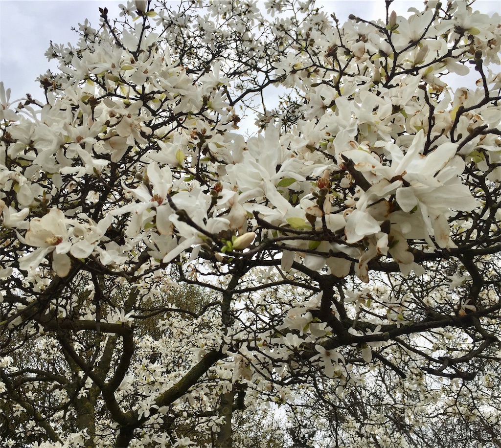 f:id:tomateo:20180403013410j:image