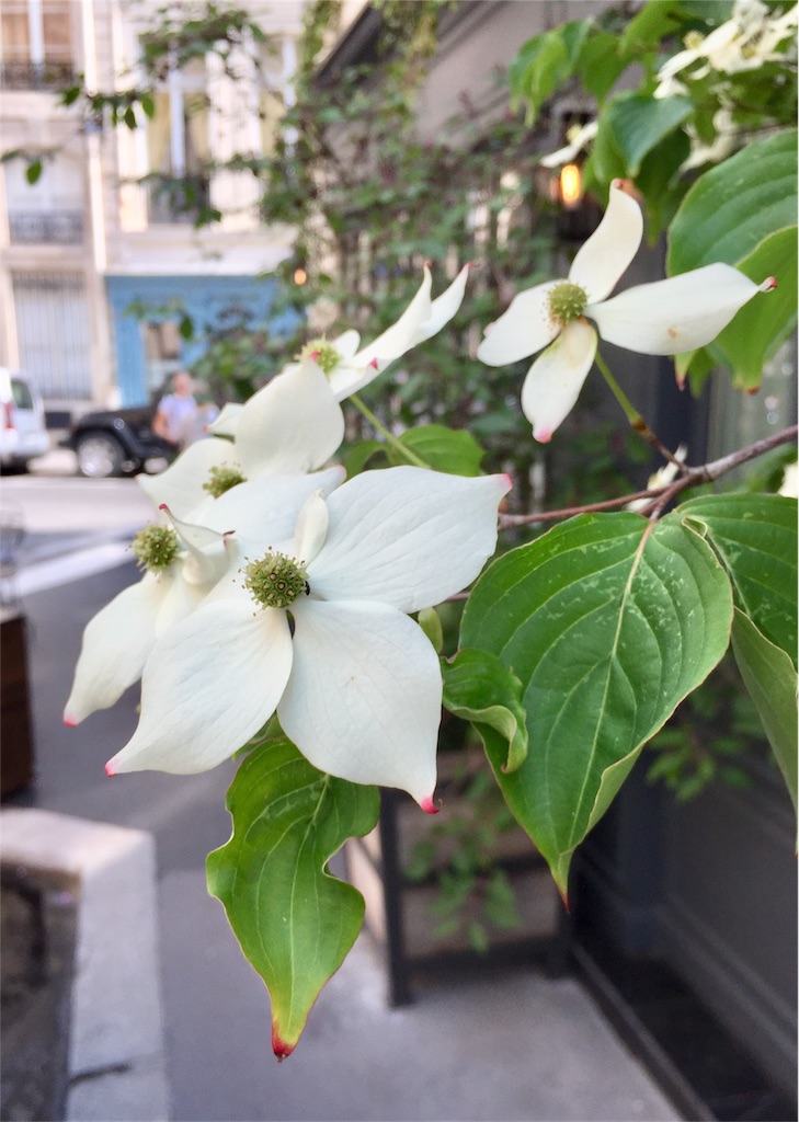 f:id:tomateo:20180525200943j:image f:id:tomateo:20180525200943j:image