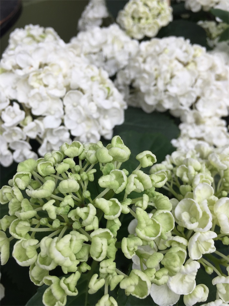 f:id:tomateo:20180617203325j:image f:id:tomateo:20180617203325j:image