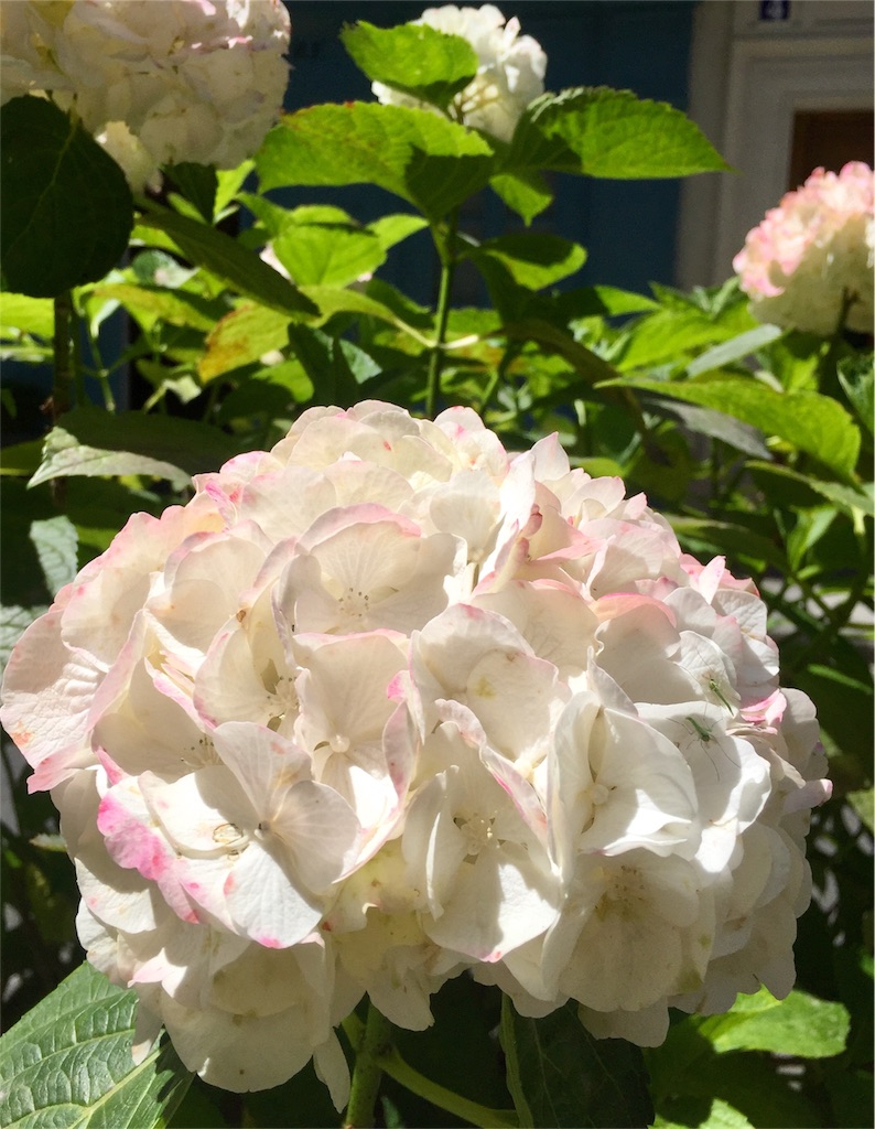 f:id:tomateo:20180711172739j:image f:id:tomateo:20180711172739j:image
