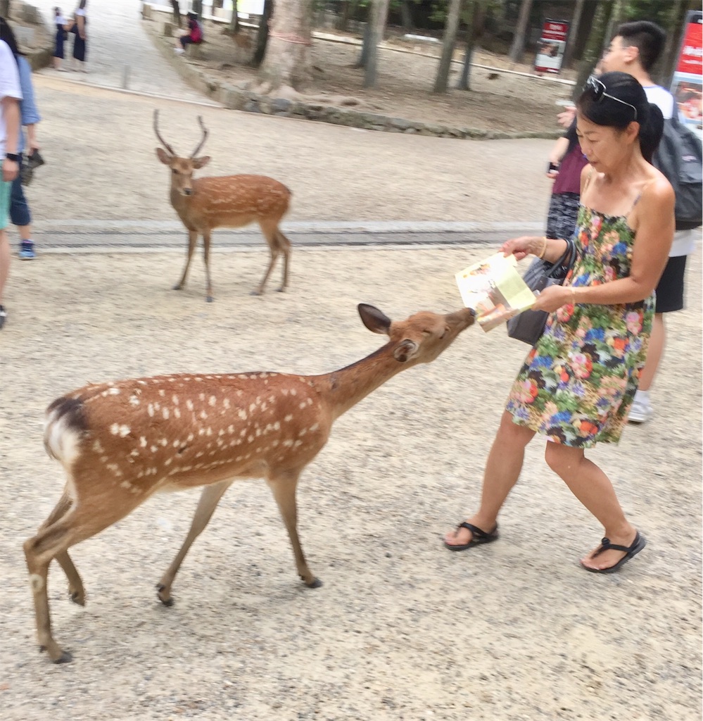 f:id:tomateo:20180808185406j:image