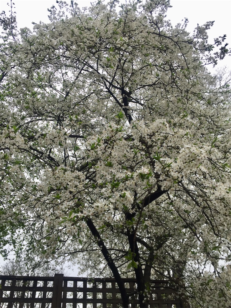 f:id:tomateo:20190320202730j:image