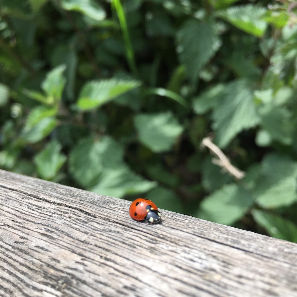 f:id:tomateo:20190421200243j:image